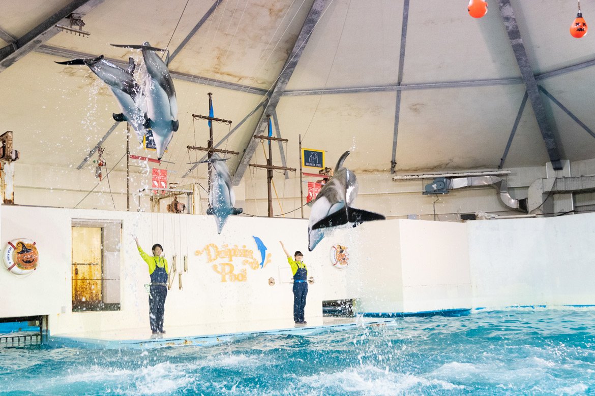 【旅遊 | 日本北海道】尼克斯海洋公園 ，海豚秀、海獅秀、跟著可愛的國王企鵝遊行去！